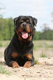 ROTTWEILER 247